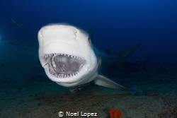 bull shark yawning, in Santa Lucia beach , la boca, nuevi... by Noel Lopez 